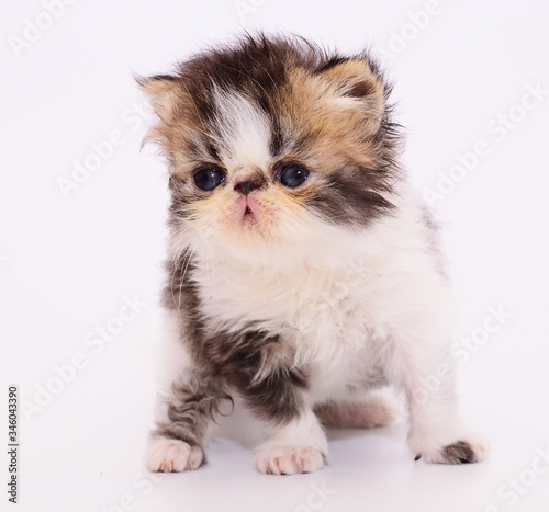 cute persian kitten