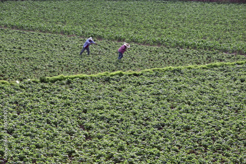 Farmers working hard in the outskirts of Arequipa,  Peru