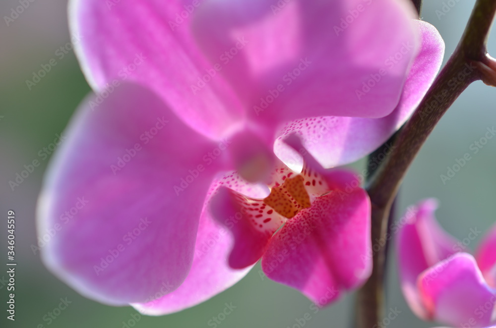 Obraz premium Nahaufnahme einer rosa Orchidee