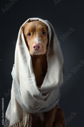 dog in a scarf. The pet hid. Warm cloth