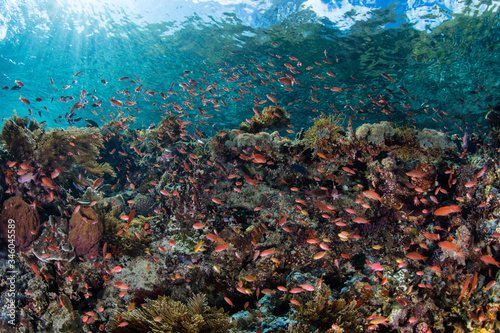 Colorful anthias hover above a gorgeous coral reef near Alor, Indonesia. This tropical region is part of the Coral Triangle, known for its extraordinary and prolific marine biodiversity.