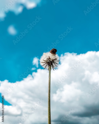 White dandelions and seeds on a blue background. Summer natural floral background. 