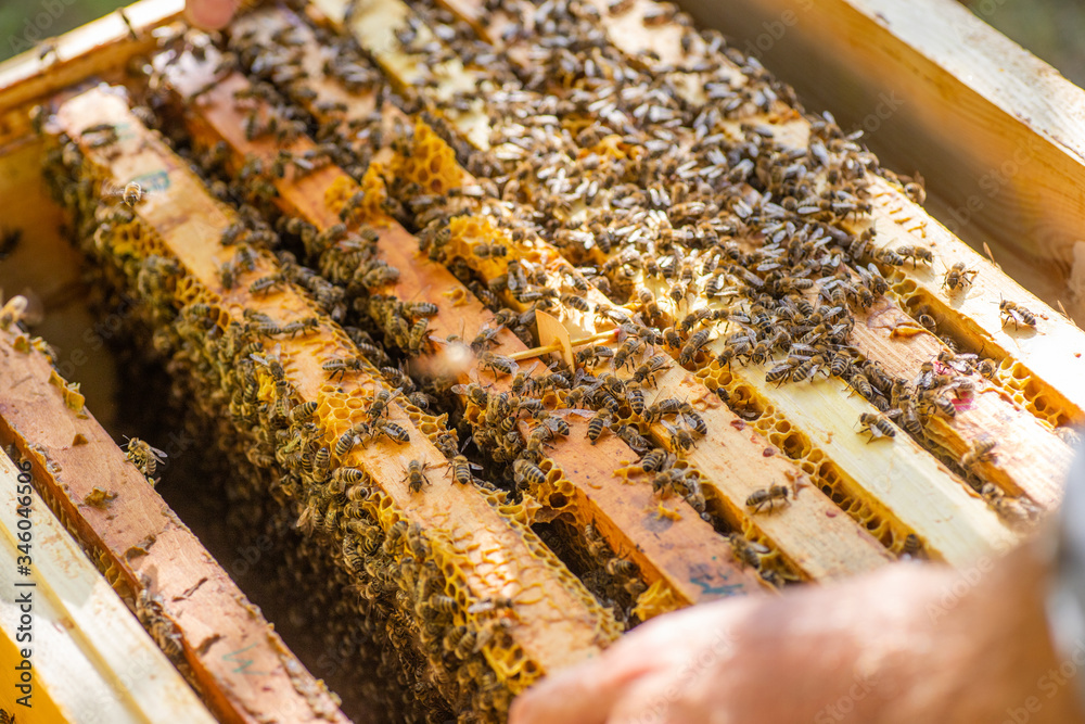 Frames of beehive. Close up view of opened hive body showing frames populated by honey bees. Nature, insects. Beekeeping, Frames of beehive. Close up view of opened hive body showing frames populated by honey bees. Nature, insects. Beekeeping,