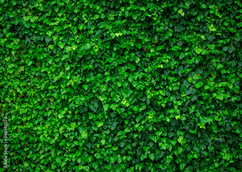 A photo of lush ivy overgrown the wall as a background