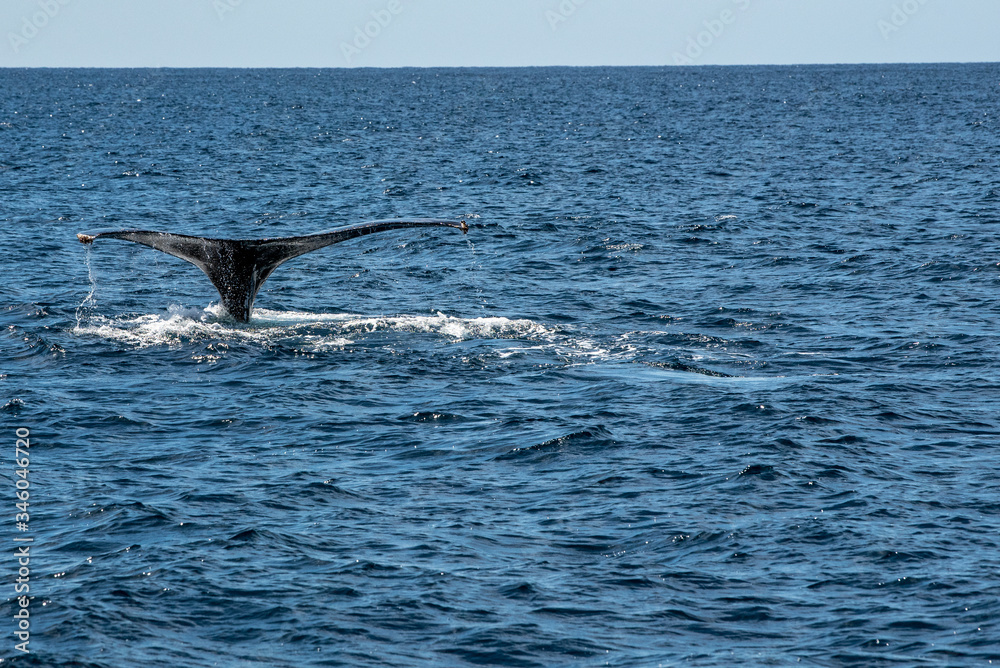 Fototapeta premium Ballena cabo 