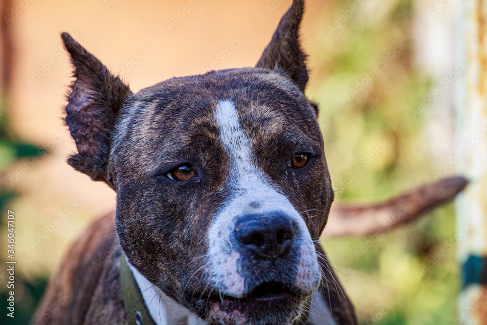 Muzzle of a large evil guard dog with large teeth close-up. The open jaws of a guard dog. Home Rottweiler guards the house. Muzzle of a large evil guard dog with large teeth close-up. The open jaws of a guard dog. Home Rottweiler guards the house.