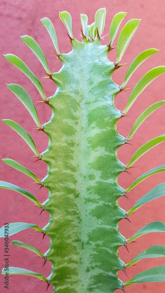 Naklejka premium Cacto candelabro de nome científico euphorbia ingens, com pequenas folhas verdes nos espinhos, em fundo vermelho.