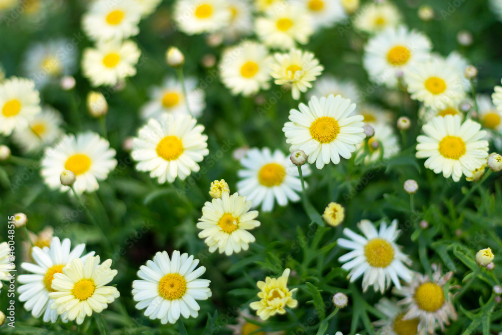Background with beautiful chamomile flowers. Background with beautiful chamomile flowers.