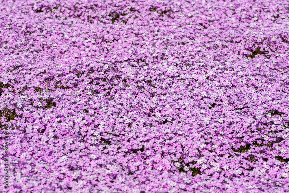 Obraz premium 紫色&ピンクの芝桜