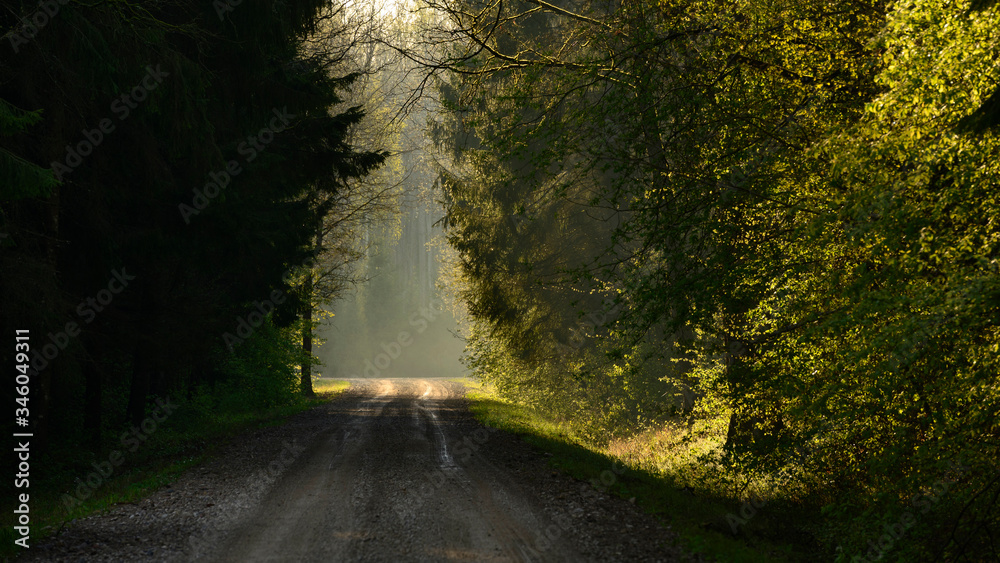 Dark moody forest during sunrise in spring Dark moody forest during sunrise in spring