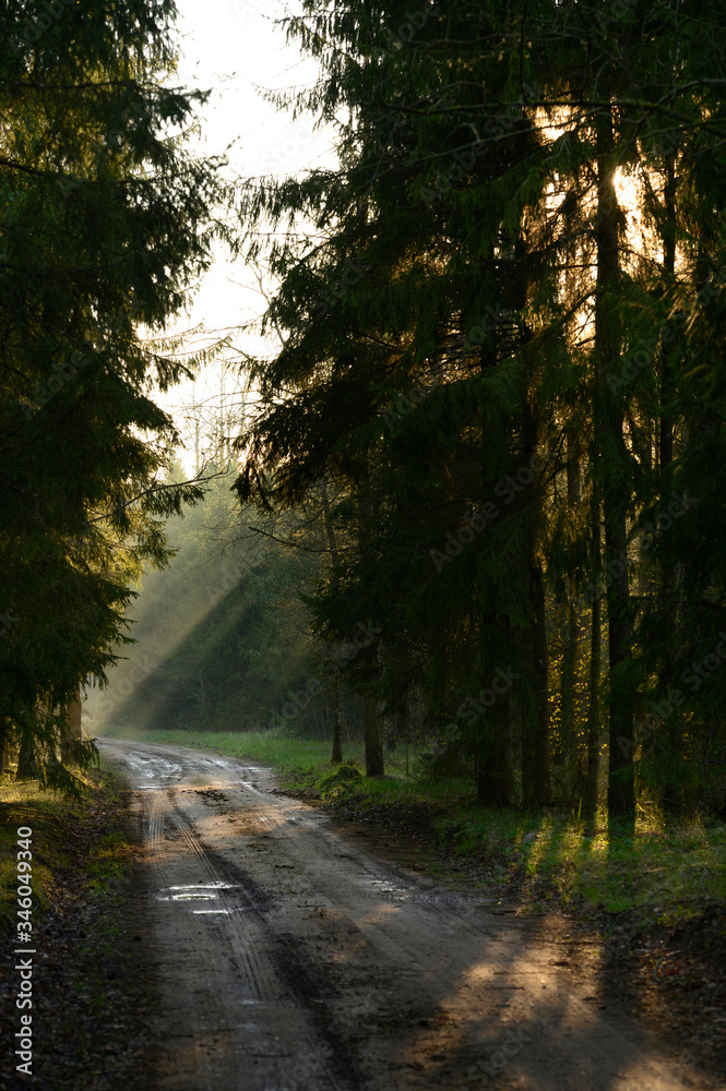 Fototapeta premium Sun rays breaking true thick baltic forest during morning in spring.