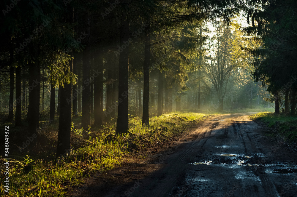 Sun rays breaking true thick baltic forest during morning in spring.