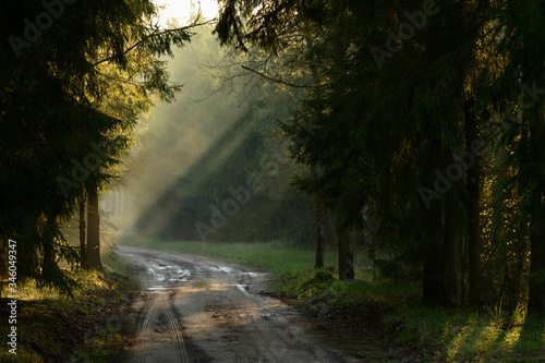 Sun rays breaking true thick baltic forest during morning in spring.
