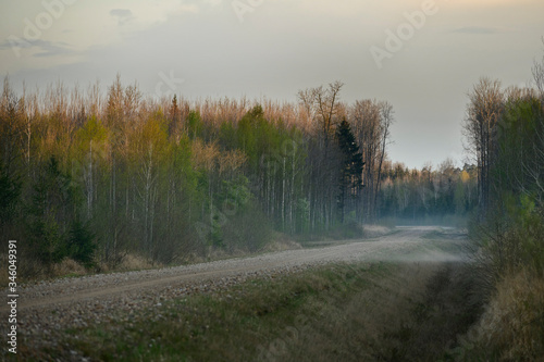 Dirt road in forest during evening fog