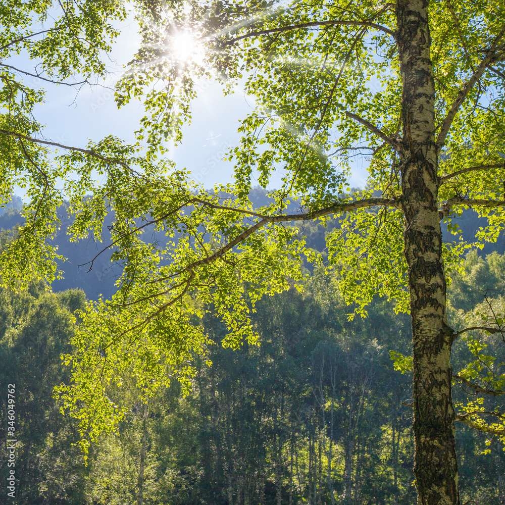 Fototapeta premium The sun shines through the branches of trees, young foliage of birch, spring view 