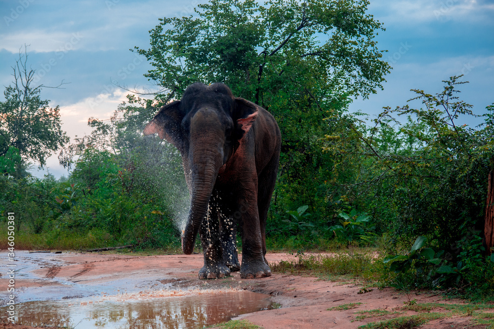 Obraz premium elephant in the forest