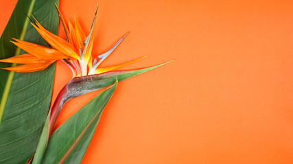 Tropical Bird of Paradise flower and leaves on modern orange background with negative copy space. Modern stylish flat lay, top view minimalism creative layout.