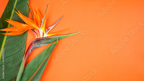 Tropical Bird of Paradise flower and leaves on modern orange background with negative copy space. Modern stylish flat lay, top view minimalism creative layout.