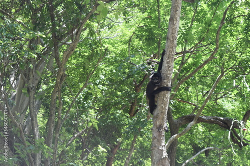 Mono abrazando árbol