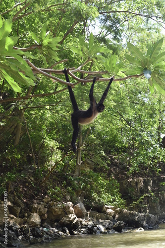 Mono colgando de árbol