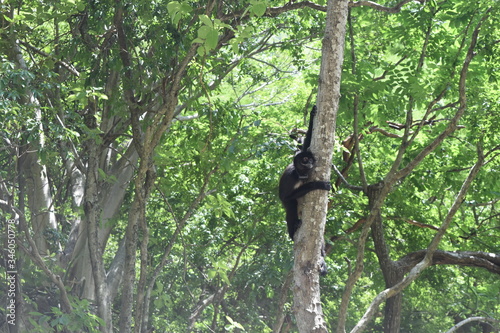 Mono abrazando árbol