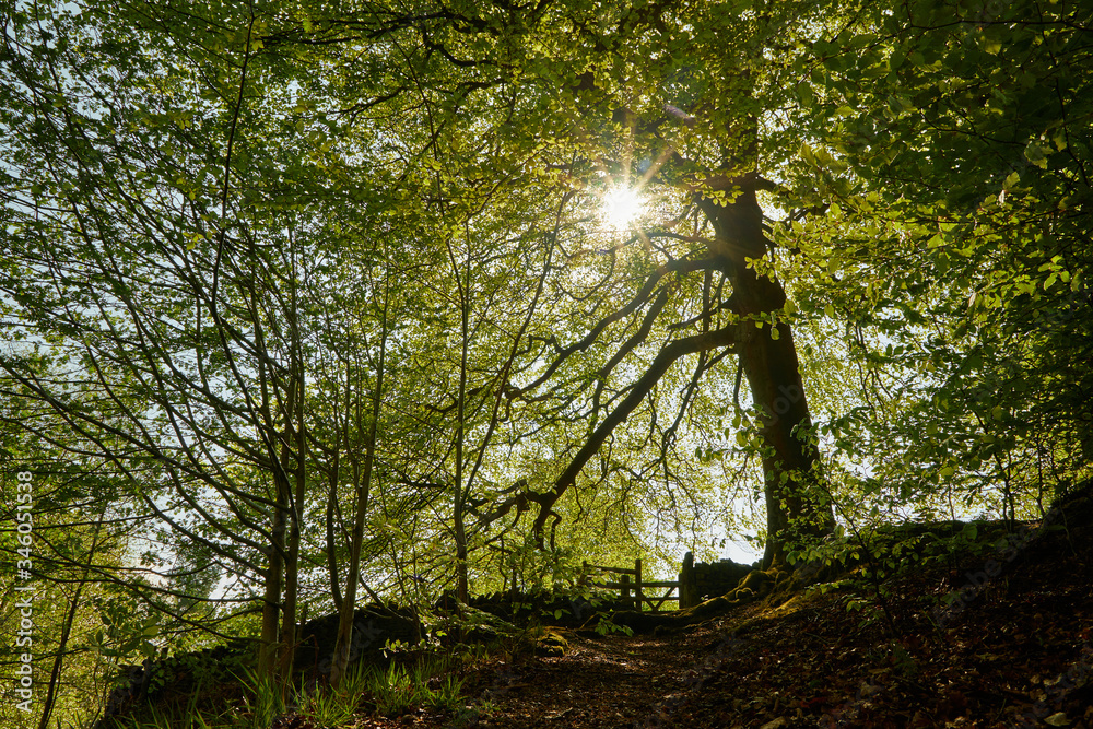 Obraz premium high peak pathway natural scene