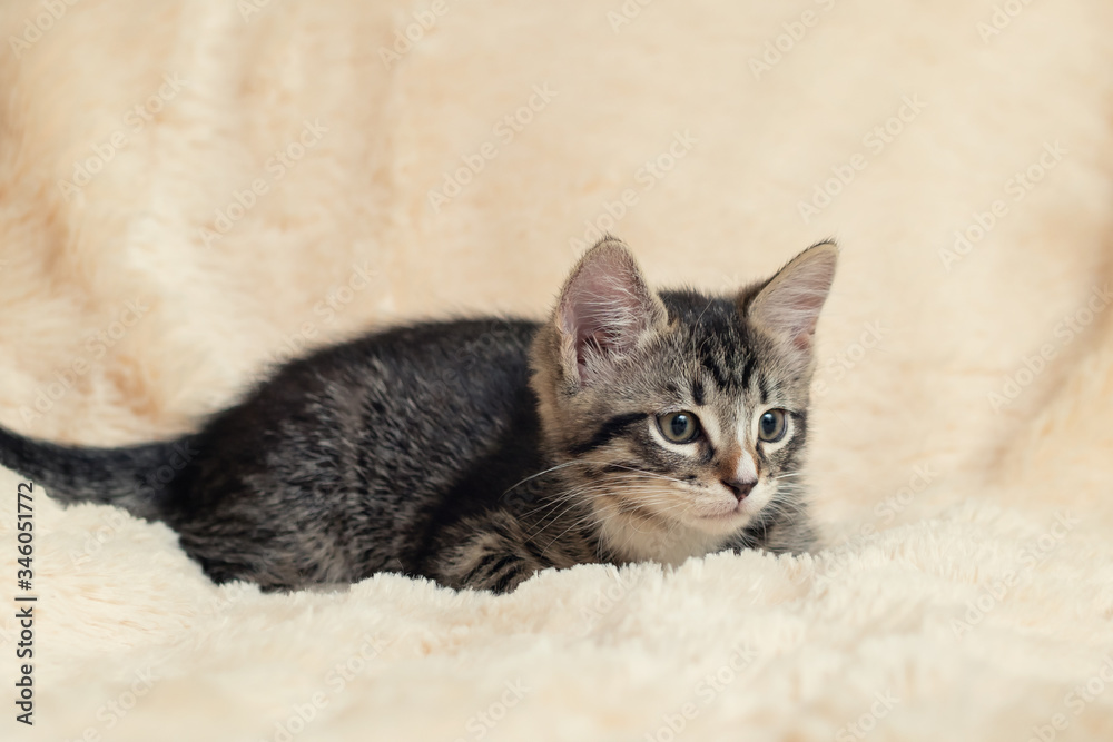 Cute gray tabby kitten lies on a fluffy cream fur blanket Cute gray tabby kitten lies on a fluffy cream fur blanket