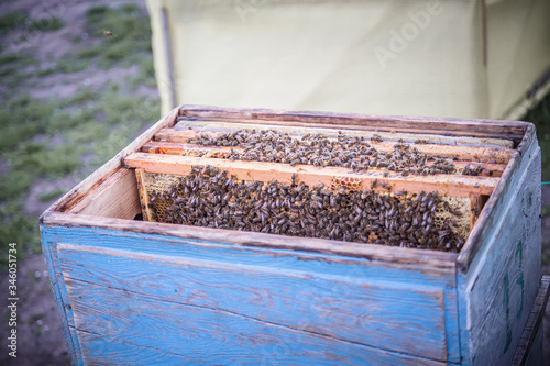 Frames of beehive. Close up view of opened hive body showing frames populated by honey bees. Nature, insects. Beekeeping background