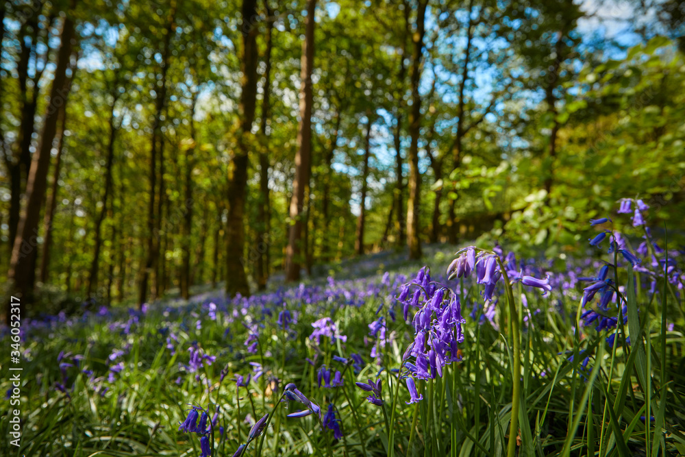 wild bluebell closeup beauty scene  