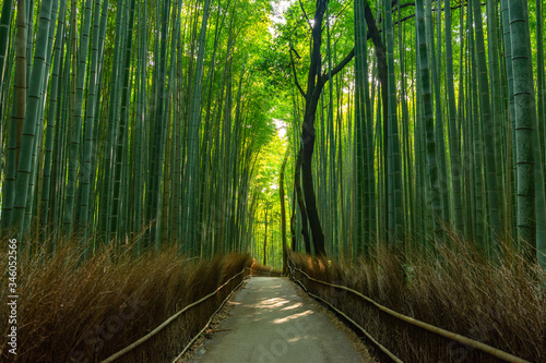 Vibrant Scenic Panoramic View of a Bamboo Forest in Kyoto, Japan for Calming Sense 