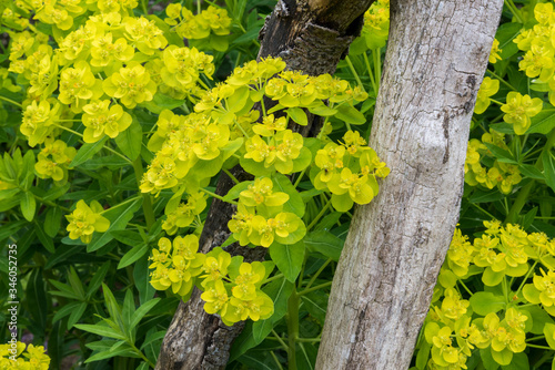 Overhead close up of yellow green Euphorbia palustris (Marsh Spurge) flower bracts. growing through weathered wooden supports.