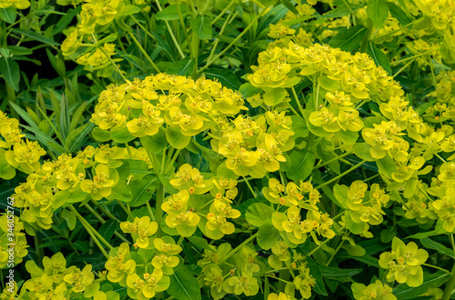 Fotografi Close up overhead of yellow green EUPHORBIA palustris (Marsh Spurge) flower bracts