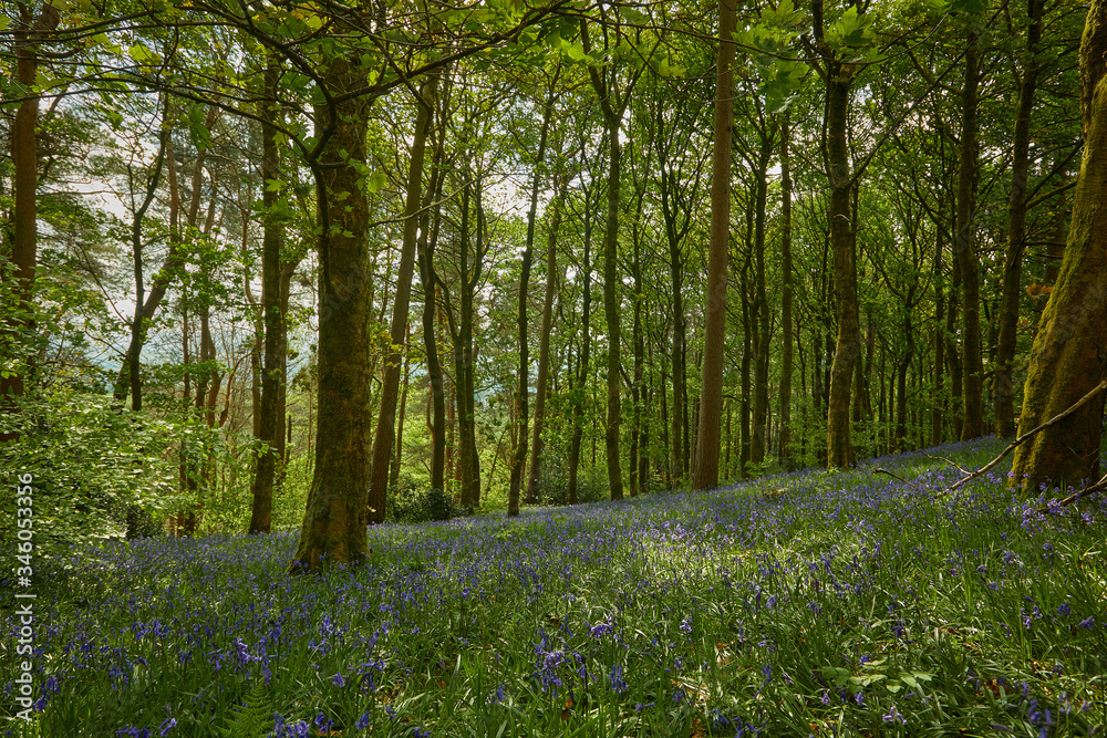 Obraz premium wild bluebell closeup beauty scene 