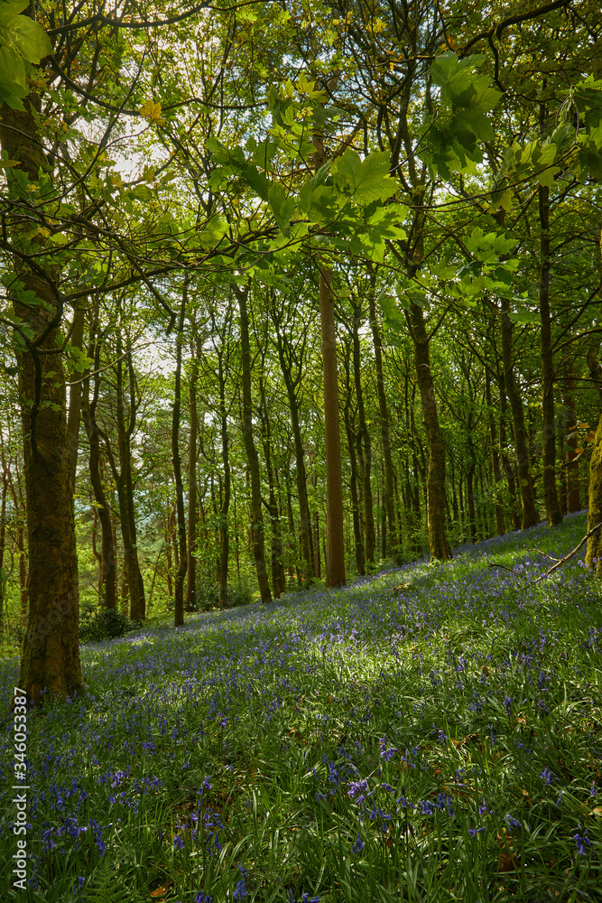 Obraz premium Bluebell woodland wild meadow spring time scene high peak