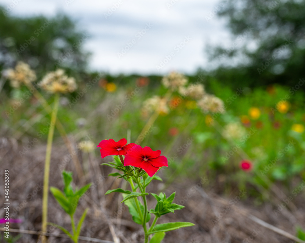 Red phlox wildflowers growing in a meadow