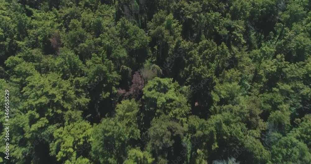 Green Forest Arial Green Forest Arial