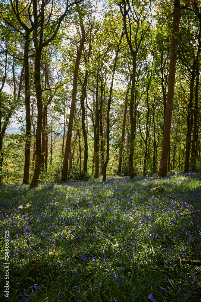 Bluebell woodland wild meadow spring time scene high peak Bluebell woodland wild meadow spring time scene high peak