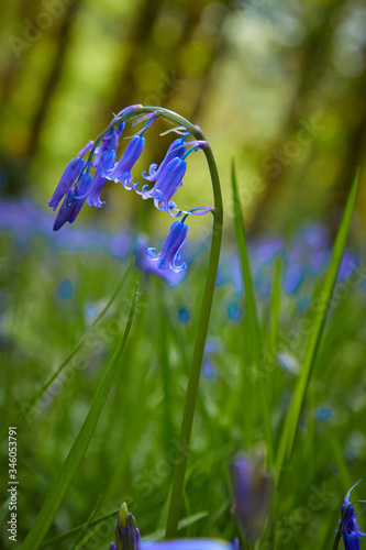 wild bluebell closeup beauty scene  