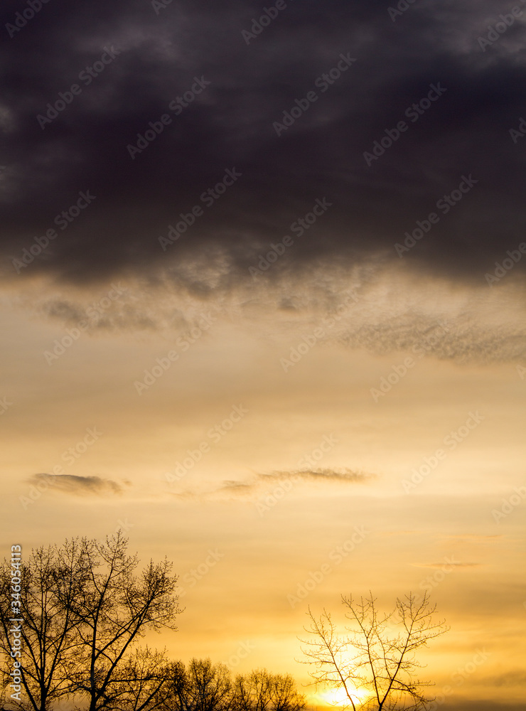 tree on orange dawn background