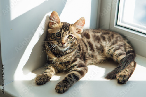 Fototapeta Naklejka Na Ścianę i Meble -  Cute charcoal bengal kitty cat laying windowsill and relaxing.