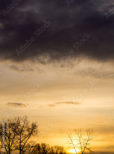 tree on orange dawn background © Ксения Санникова