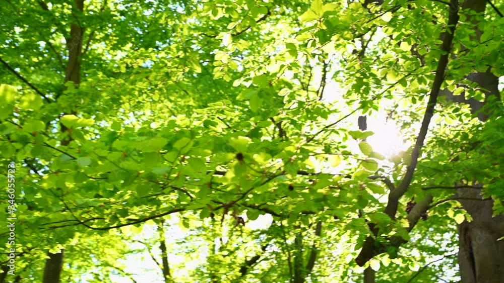 a beautiful old park shines in the sunshine the trees and bushes shine in all their green splendor
a beautiful old park shines in the sunshine the trees and bushes shine in all their green splendor