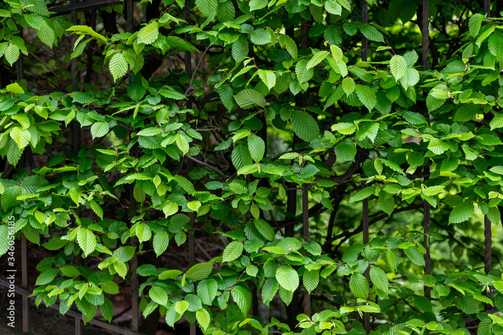 Hedge fence of a house from decorative bushes Hedge fence of a house from decorative bushes