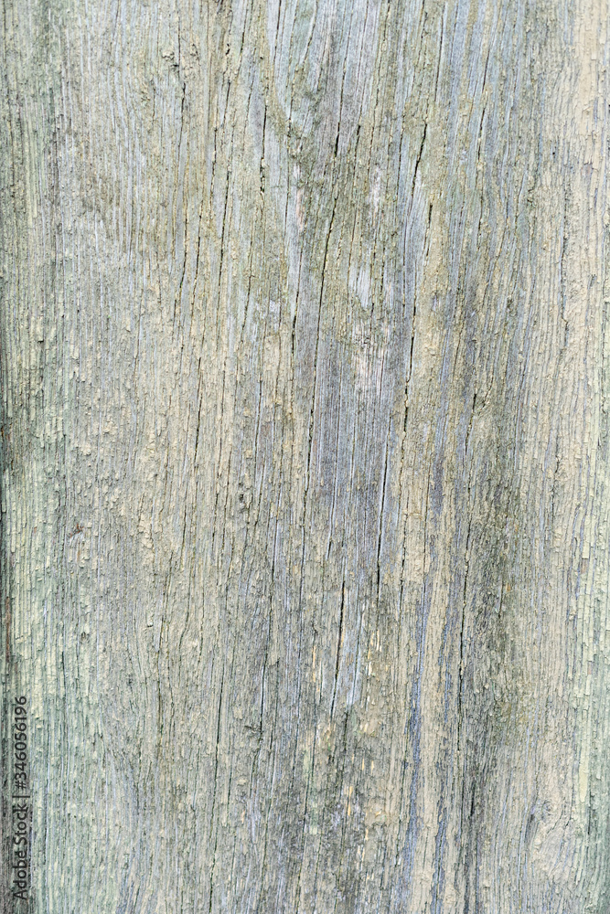 Naklejka premium Texture of old vintage dry gray wood