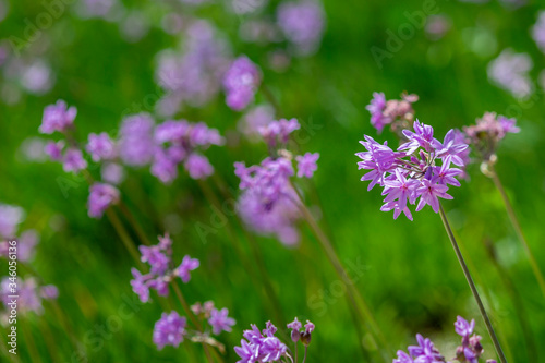 Tulbaghia violacea plant specie  flower close-up  also known as society garlic  indigenous to southern Africa and widely cultivated as garden plant.