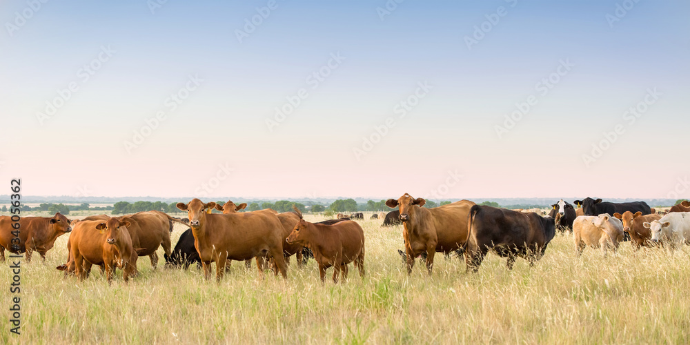 Cow and calf pairs grazing on pasture land before weaning