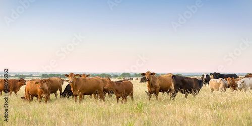 Fototapeta Cow and calf pairs grazing on pasture land before weaning