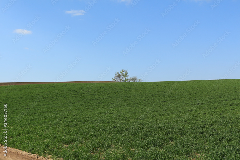 green field and blue sky in Biei of Hokkaido