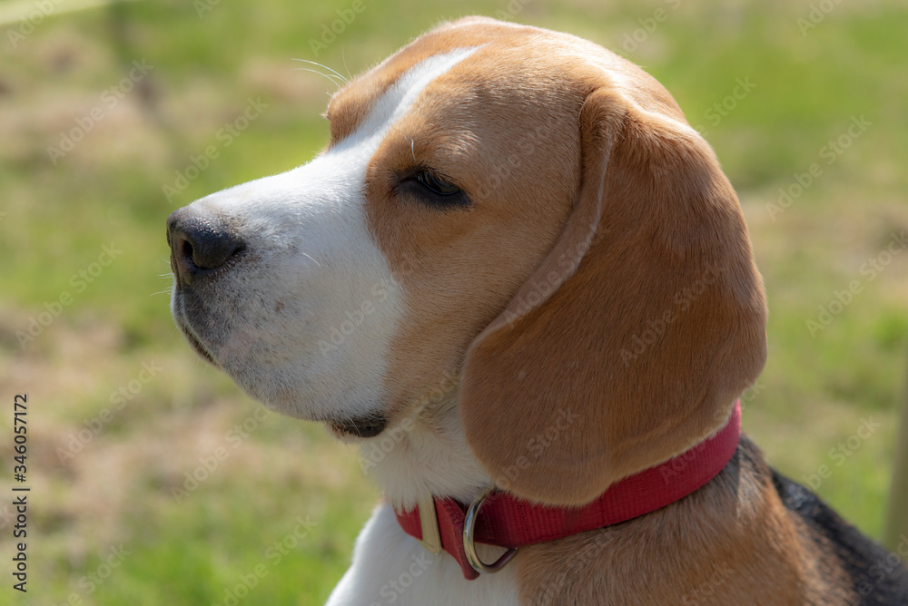 beagle dog portrait