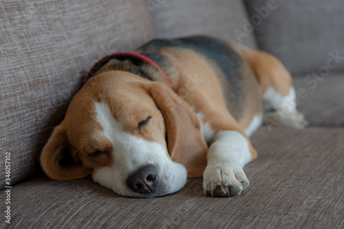beagle dog sleeping © Nikolay